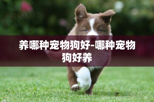養哪種寵物狗好-哪種寵物狗好養