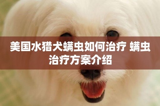 美國水獵犬螨蟲如何治療 螨蟲治療方案介紹