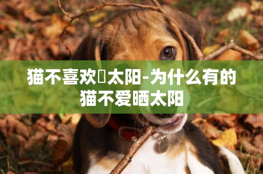 貓不喜歡嗮太陽-為什么有的貓不愛曬太陽