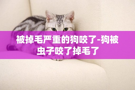 被掉毛嚴重的狗咬了-狗被蟲子咬了掉毛了