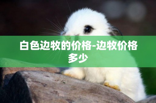 白色邊牧的價格-邊牧價格多少