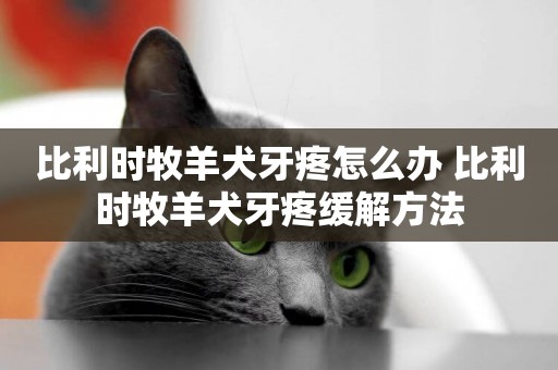 比利時牧羊犬牙疼怎么辦 比利時牧羊犬牙疼緩解方法