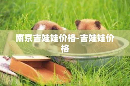 南京吉娃娃價格-吉娃娃價格