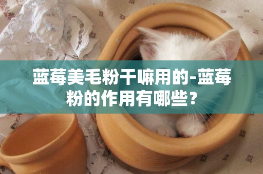 藍莓美毛粉干嘛用的-藍莓粉的作用有哪些？