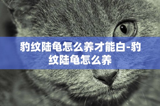豹紋陸龜怎么養才能白-豹紋陸龜怎么養