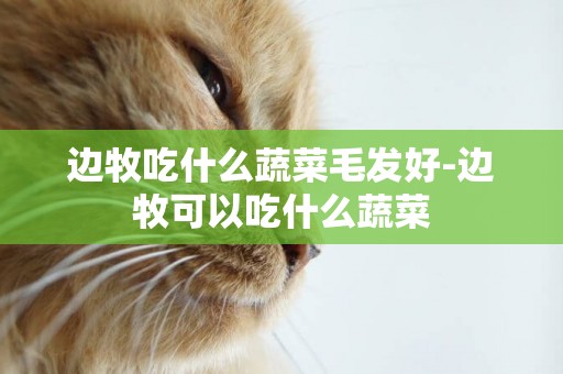 邊牧吃什么蔬菜毛發好-邊牧可以吃什么蔬菜