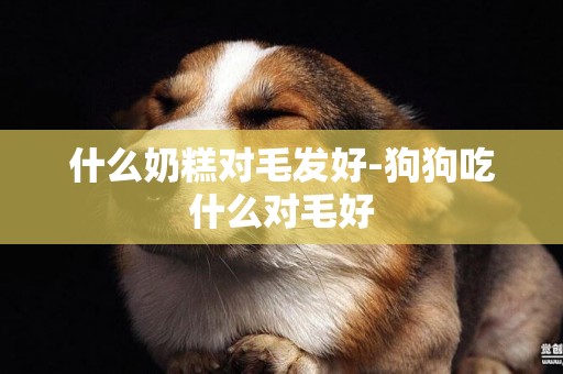 什么奶糕對毛發好-狗狗吃什么對毛好