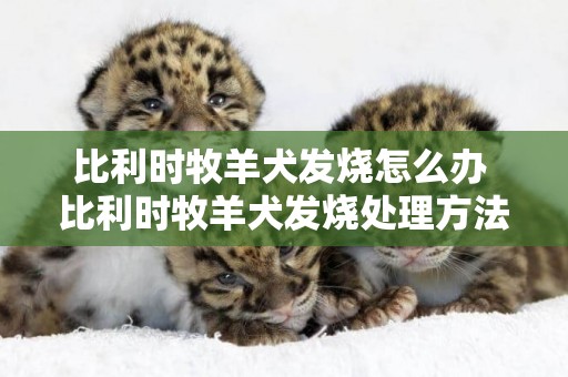 比利時牧羊犬發燒怎么辦 比利時牧羊犬發燒處理方法