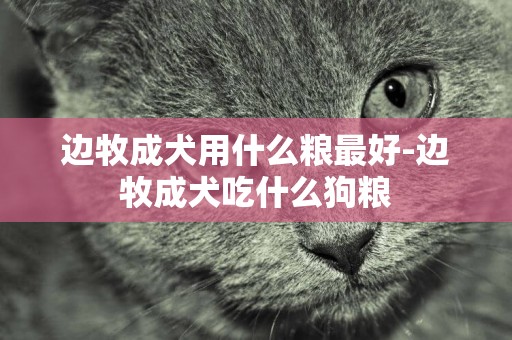邊牧成犬用什么糧最好-邊牧成犬吃什么狗糧