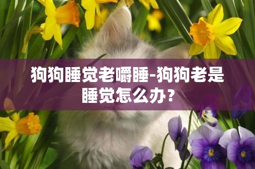 狗狗睡覺老嚼睡-狗狗老是睡覺怎么辦？