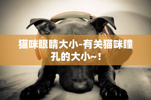 貓咪眼睛大小-有關貓咪瞳孔的大小~！