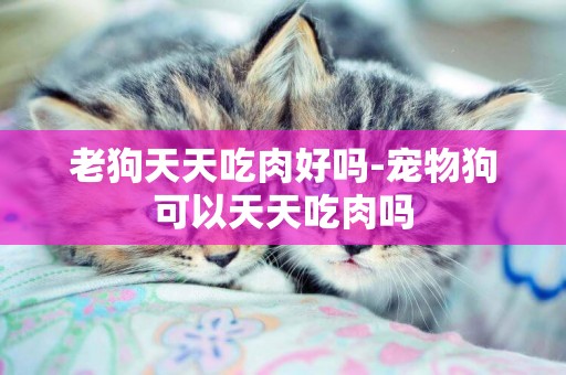 老狗天天吃肉好嗎-寵物狗可以天天吃肉嗎