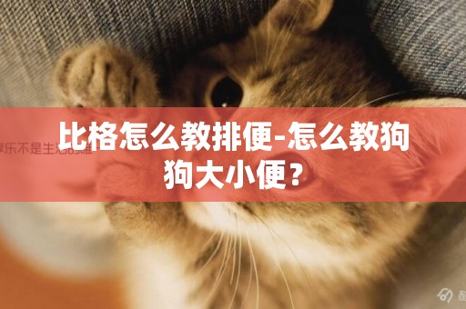 比格怎么教排便-怎么教狗狗大小便？