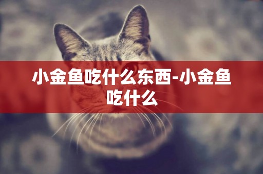 小金魚吃什么東西-小金魚吃什么