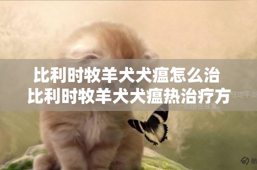 比利時牧羊犬犬瘟怎么治 比利時牧羊犬犬瘟熱治療方法