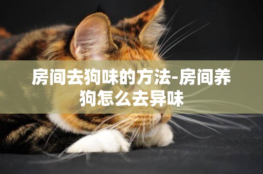 房間去狗味的方法-房間養狗怎么去異味