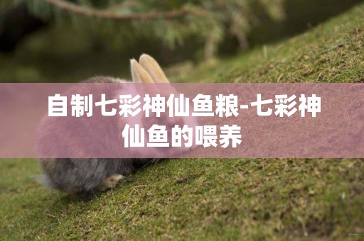 自制七彩神仙魚糧-七彩神仙魚的喂養