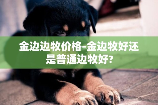 金邊邊牧價格-金邊牧好還是普通邊牧好?