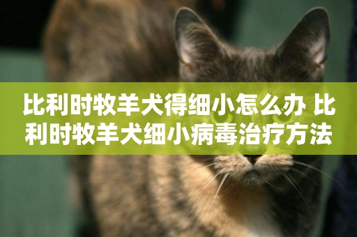 比利時牧羊犬得細小怎么辦 比利時牧羊犬細小病毒治療方法