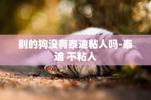 別的狗沒有泰迪粘人嗎-泰迪 不粘人