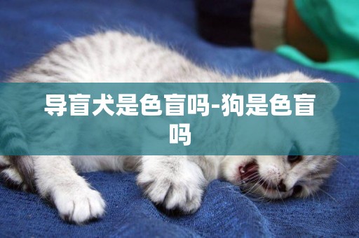 導盲犬是色盲嗎-狗是色盲嗎