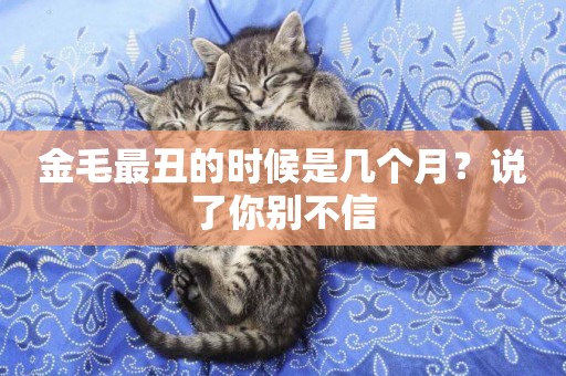 金毛最丑的時候是幾個月？說了你別不信