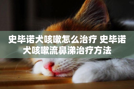 史畢諾犬咳嗽怎么治療 史畢諾犬咳嗽流鼻涕治療方法
