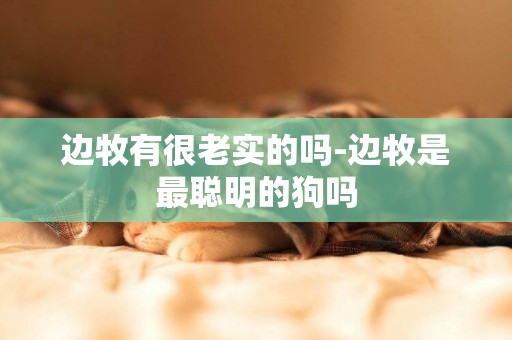 邊牧有很老實的嗎-邊牧是最聰明的狗嗎