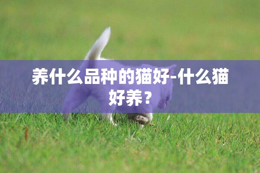 養什么品種的貓好-什么貓好養？