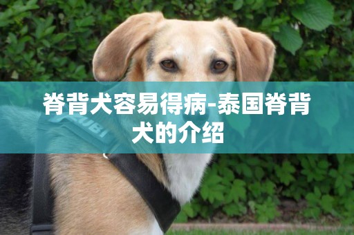 脊背犬容易得病-泰國脊背犬的介紹