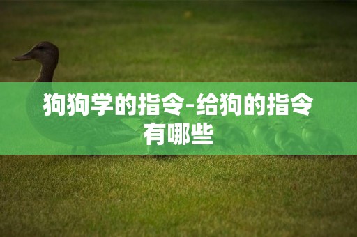 狗狗學的指令-給狗的指令有哪些