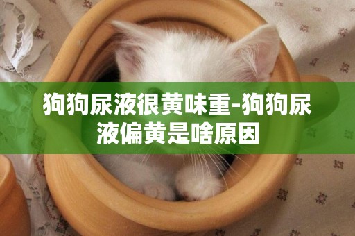 狗狗尿液很黃味重-狗狗尿液偏黃是啥原因