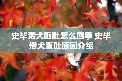 史畢諾犬嘔吐怎么回事 史畢諾犬嘔吐原因介紹