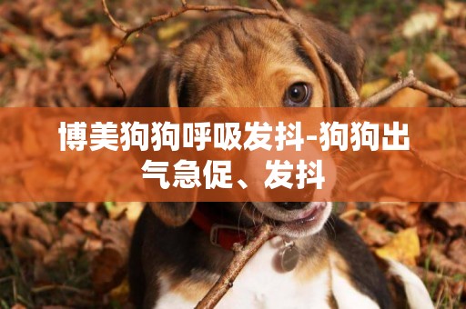 博美狗狗呼吸發抖-狗狗出氣急促、發抖