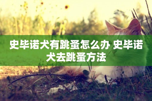 史畢諾犬有跳蚤怎么辦 史畢諾犬去跳蚤方法
