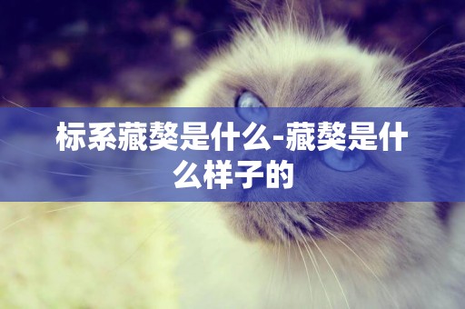 標系藏獒是什么-藏獒是什么樣子的