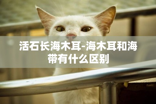 活石長海木耳-海木耳和海帶有什么區別