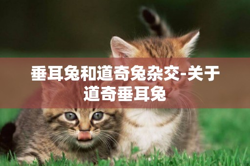 垂耳兔和道奇兔雜交-關于道奇垂耳兔