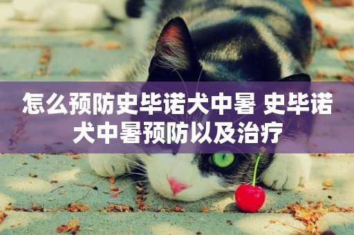 怎么預防史畢諾犬中暑 史畢諾犬中暑預防以及治療