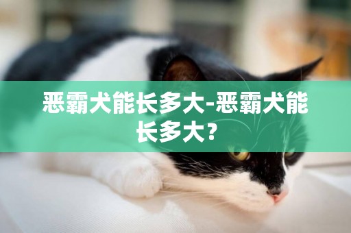 惡霸犬能長多大-惡霸犬能長多大？