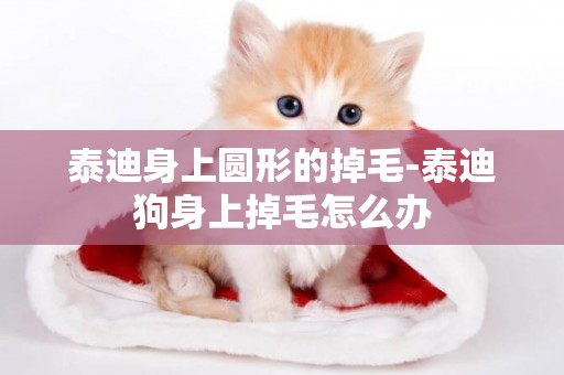 泰迪身上圓形的掉毛-泰迪狗身上掉毛怎么辦
