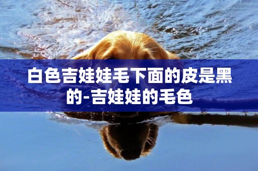 白色吉娃娃毛下面的皮是黑的-吉娃娃的毛色