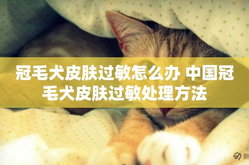 冠毛犬皮膚過敏怎么辦 中國冠毛犬皮膚過敏處理方法