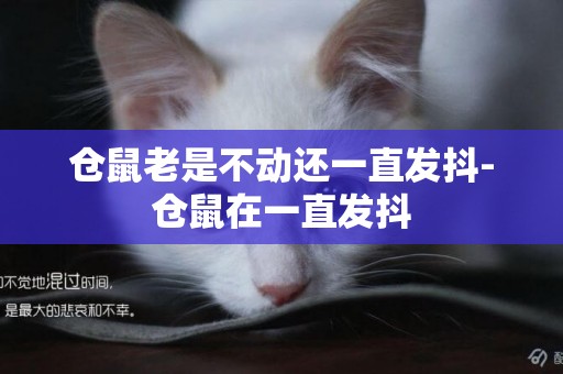 倉鼠老是不動還一直發抖-倉鼠在一直發抖