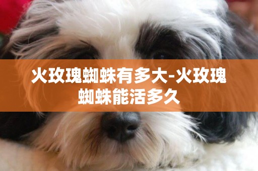 火玫瑰蜘蛛有多大-火玫瑰蜘蛛能活多久