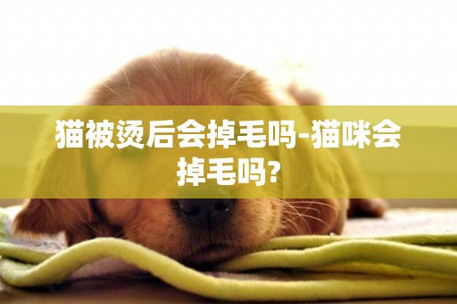 貓被燙后會掉毛嗎-貓咪會掉毛嗎?