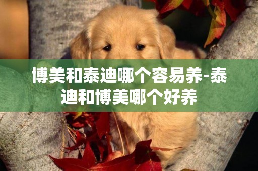 博美和泰迪哪個容易養-泰迪和博美哪個好養