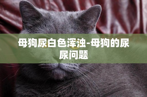 母狗尿白色渾濁-母狗的尿尿問題