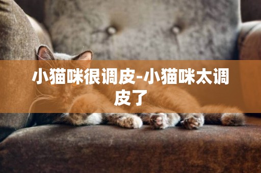 小貓咪很調皮-小貓咪太調皮了