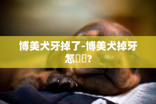 博美犬牙掉了-博美犬掉牙怎麼辦?